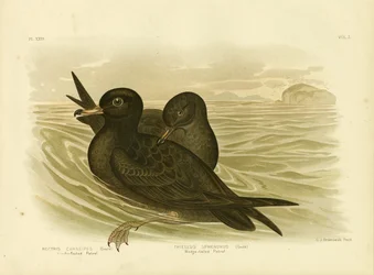 Petrello dalle zampe carnose, 1891